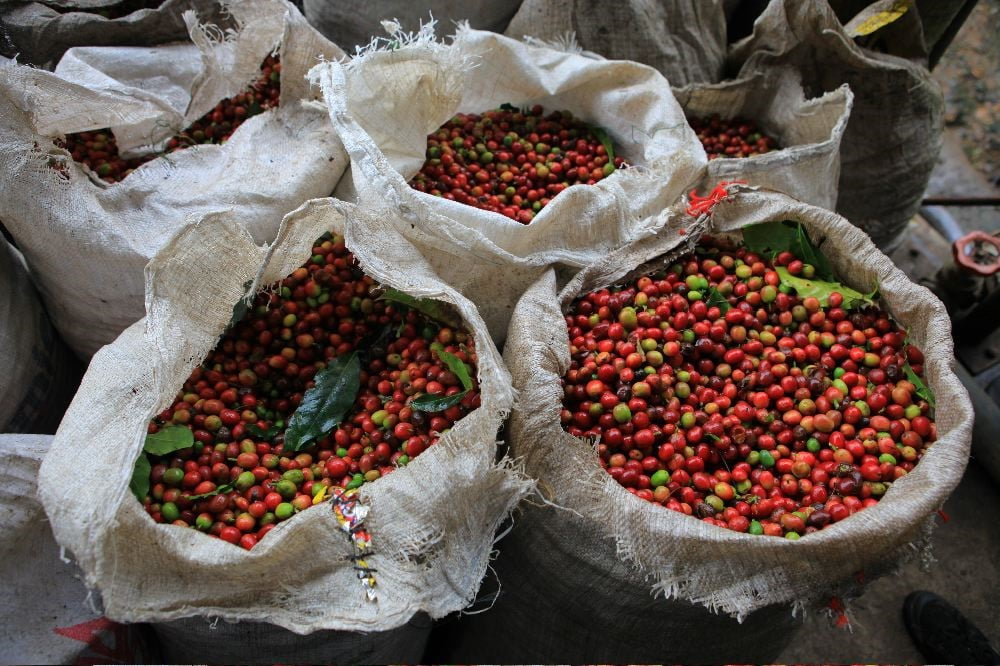 Papua New Guinea Kamal Gold Coffee – 60kg Bag